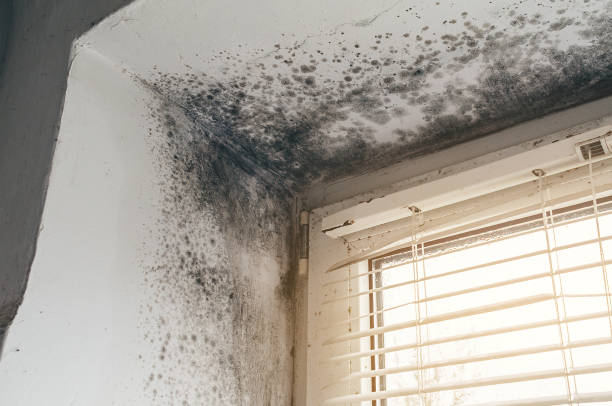 Affordable Mold Cleanup solutions in Bound Brook, NJ